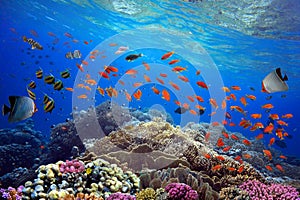 Beautiful tropical coral reef with shoal or red coral fish, anthias