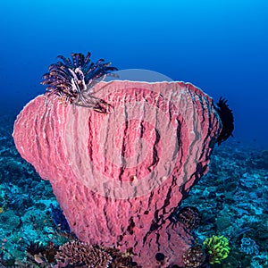 Beautiful tropical coral reefs