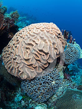 Beautiful tropical coral reefs