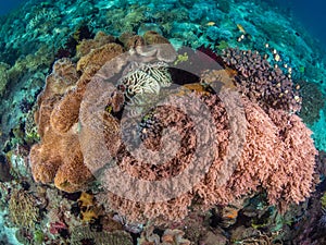 Beautiful tropical coral reefs