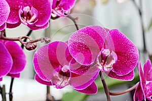 Beautiful tropical exotic branch with pink and magenta Moth Phalaenopsis Orchid flowers