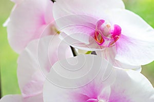 Beautiful tropical exotic branch with white, pink and magenta Moth Phalaenopsis Orchid flowers in spring