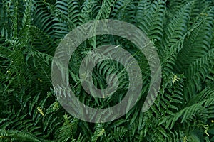 Beautiful tropical fern background with young green fern leaves. Dark and moody feel. Selective focus. Concept for design