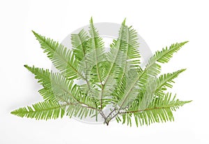 Tropical fern leaves on white background