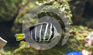 Beautiful tropical fish butterfly-fish