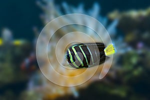 Beautiful tropical fish butterfly-fish