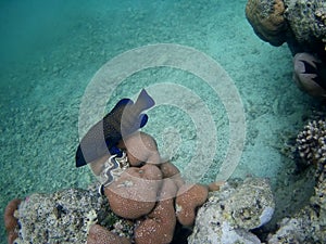 Beautiful tropical fish and coral reef, Marsa Alam, Egypt