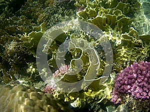 Beautiful tropical fish and coral reef, Marsa Alam, Egypt