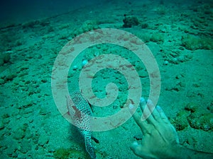 Beautiful tropical fish and coral reef, Marsa Alam, Egypt