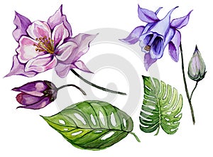 Beautiful tropical floral set purple and blue aquilegia, bud and leaves. Colorful columbine flower and green leaves isolated.