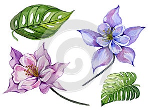 Beautiful tropical floral set purple and blue aquilegia, large tropical leaves. Colorful columbine flower and green leaves.