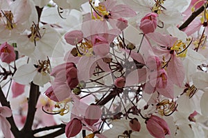 beautiful tropical flower called Cassia javanica, also known as pink shower flowe