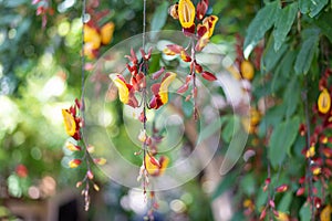 Beautiful tropical flowers growing in a greenhouse