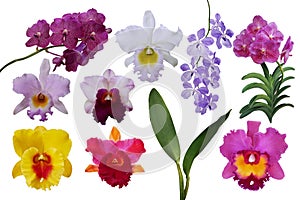 Beautiful tropical flowers orchids plant nature elements, set of various types of tropic Cattleya and Vanda orchids flowers and