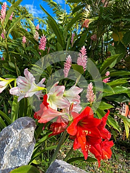 Lush tropical foliage of lilies, amaryllis and angel trumpets blooming in the sunlight