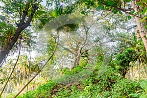 Beautiful tropical forest landscape with trees and bushes at Landhoo island at Noonu atoll