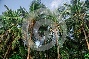 Beautiful tropical forest landscape view with coconut palms treetops at the Landhoo island at Noonu atoll