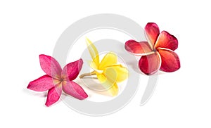 beautiful tropical frangipani flower isolated on white background