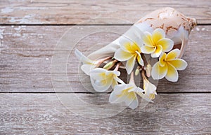 Beautiful tropical Frangipani or Plumeria spa flower set in sea shell vase on vintage wood background,top view