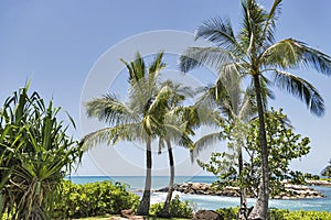 A beautiful tropical Hawaiian beach scene