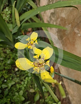 A beautiful tropical houseplant with yellow flower photo