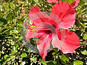 Beautiful tropical huge wild red flower during sunny day - hibiscus rosa