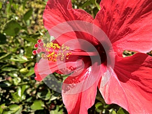 Beautiful tropical huge wild red flower during sunny day - hibiscus rosa