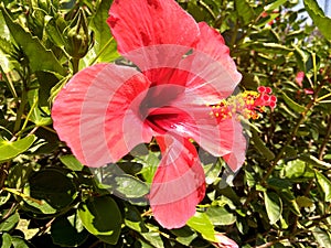 Beautiful tropical huge wild red flower during sunny day - hibiscus rosa