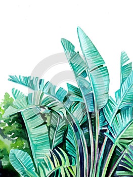 Beautiful tropical Illustration of green banana tree leaves on white background