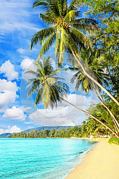 Beautiful tropical island sea beach landscape, turquoise ocean water, yellow sand, sun blue sky white cloud, palm trees