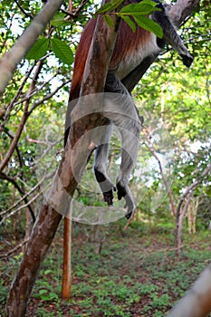 Beautiful tropical  Jozani forest in Zanzibar