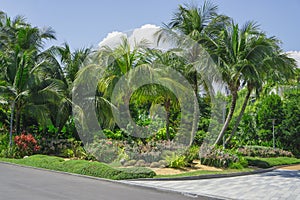 Beautiful tropical landscape, decorated with Cactuses, light brown pebble, green and red leafs ground cover plant and shrubs