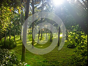 Beautiful tropical landscape of garden with prefect green lawn and high palm trees