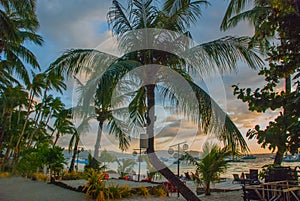 Beautiful tropical landscape with palm trees in the evenin. Boracay, Philippines