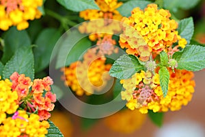 Beautiful tropical Lantana flowers.