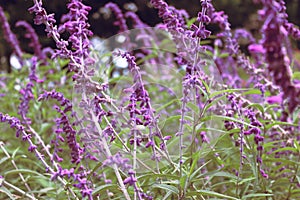 Beautiful of tropical lavenders tropical flowers in sunny day