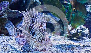 Beautiful tropical lion fish swimming on the bottom of the sea aquarium dangerous and toxic animal pet