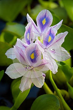 Beautiful tropical mauve flowers