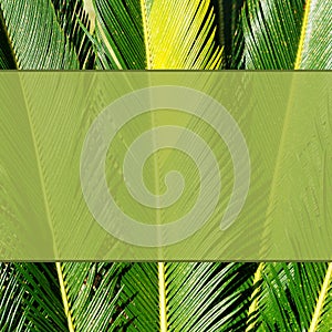 Beautiful tropical mock up. Floral template with sago palm foliage. Green feather like palm leaves and space for your text.