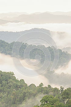 Beautiful tropical mountain mist in rain forest.