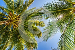 Beautiful tropical nature background. Palm leaves on blue sky background, amazing sun rays. Tranquil tropical view