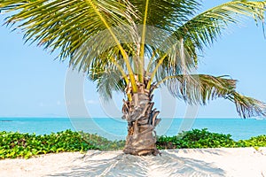 Beautiful tropical nature of beach sea ocean bay around coconut palm tree