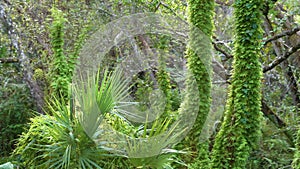 Beautiful tropical nature. Jungle rainforest with green palm trees and wild vegetation in southern Florida. Dense