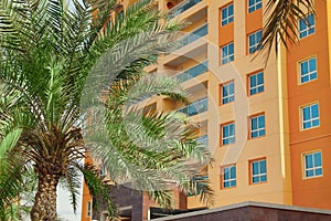 Beautiful tropical palm near multi-storey building