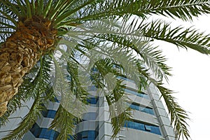 Beautiful tropical palm near multi-storey hotel