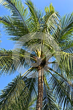 Beautiful tropical palm tree against the blue sky. Close-up.