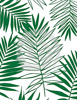 Beautiful Tropical Palm Tree Leaf Silhouette Background.