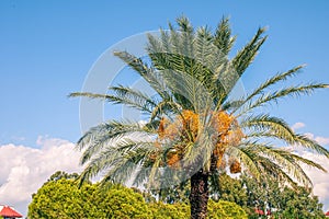 Beautiful tropical palm tree in the sun, close-up view. The leaves of a coconut palm look like a pineapple. Tree grove