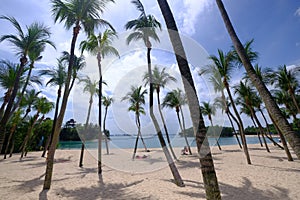 Beautiful tropical palm trees against blue sky with white clouds.