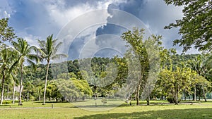 A beautiful tropical park. Deciduous and palm trees grow on a manicured green lawn